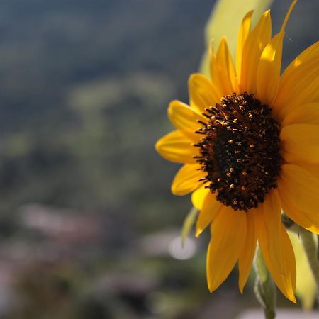 Апартаменты Il Girasole Бачено Экстерьер фото