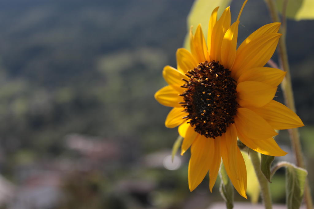 Апартаменты Il Girasole Бачено Экстерьер фото